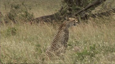 Cheetah sitting and looking around for prey