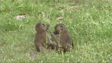 Olive Baboons feeding on the grass in Lake Manyara NP. Babies talking and playing