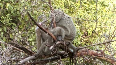 Olive Baboons resting in a tree in Lake Manyara NP. Adult and baby.