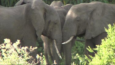 Three African Elephants relaxing in the shade in Lake Manyara NP