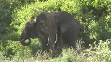 Two African Elephants relaxing in the shade in Lake Manyara NP. Enjoying dust bath.