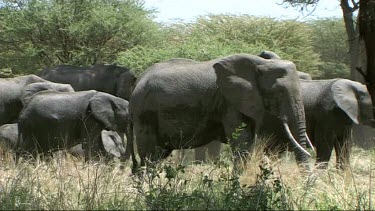 Herd African Elephant family feeding in Tarangire NP and enjoying dust bath.