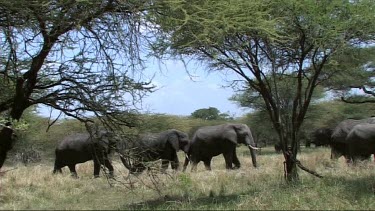 African Elephant family feeding in Tarangire NP walking under acacia thorn trees.