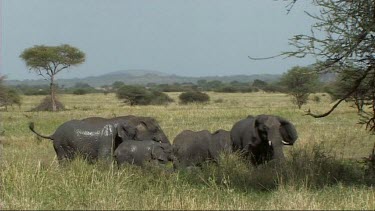 African Elephant family taking a mud-bath