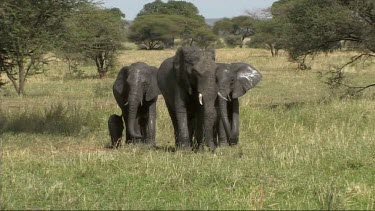 African Elephant family walking in Tarangire NP