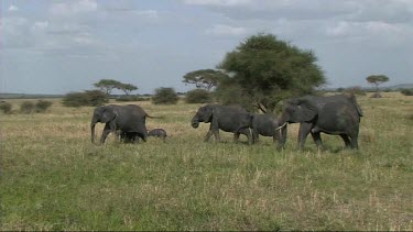 African Elephant family walking in Tarangire NP