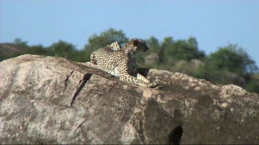 Cheetah resting on a kopje in the Serengeti. Rocky outcrop.