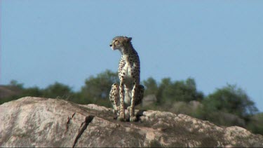 Cheetah resting on a kopje in the Serengeti. Rocky outcrop. Looking and surveying for prey.