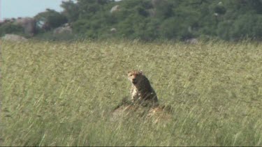 Two cheetahs resting after making a kill