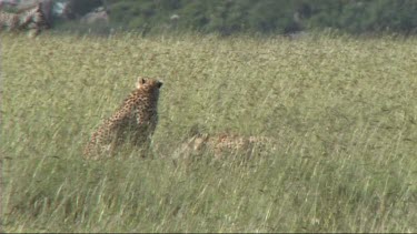 Two cheetahs resting after making a kill