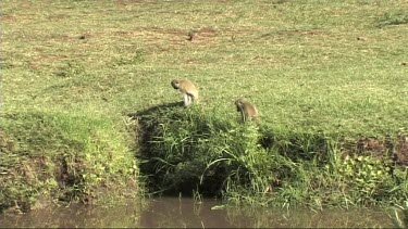 Vervet monkey feeding near a river in Lake Manyara NP
