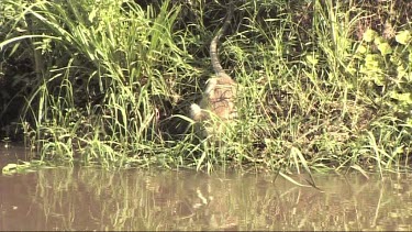 Vervet monkey drinking from a river in Lake Manyara NP