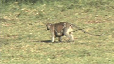 Vervet monkey walking in Lake Manyara NP, carrying baby under belly.