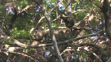 Baboons relaxing in a tree in Lake Manyara NP