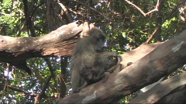 Baboons relaxing in a tree in Lake Manyara NP. Grooming small baby.