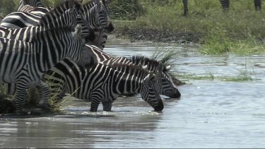 Zebra drinking from a pond in Serengeti NP