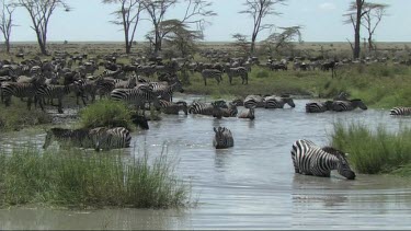Zebra drinking from a pond in Serengeti NP