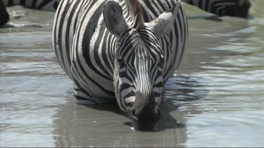 Zebra drinking from a pond in Serengeti NP