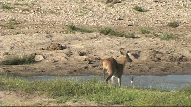 Reetbuck in a dried-up river in the Serengeti