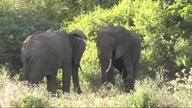 African Elephants relaxing in the shade in Lake Manyara NP