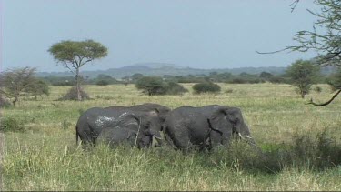 African Elephant family taking a mud bath in Tarangire NP