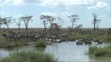 Zebras at a waterhole with wide open plains in background. Iconic African Savannah plains shot.