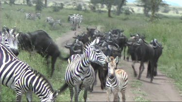 The great migration of wildebeest in the Serengeti. Zebras in foreground. Walking along a dirt track.