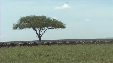 The great migration of wildebeest and zebra in the Serengeti. With large umbrella acacia tree in centre ground. Iconic African savannah plains landscape.