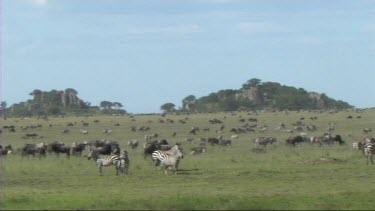 The great migration of wildebeest and zebra in the Serengeti