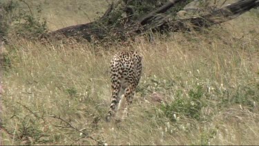 Cheetah walking and stalking prey