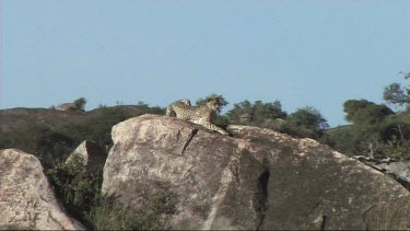 Cheetah resting on a kopje in the Serengeti. Rocky outcrop.