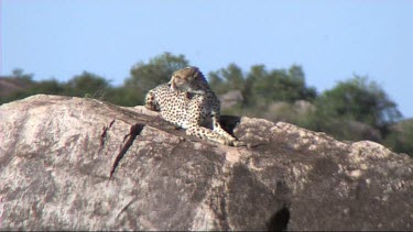Cheetah resting on a kopje in the Serengeti. Rocky outcrop.