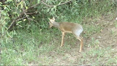 Dik dik grazing in Lake Manyara NP