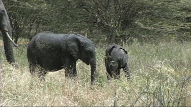 African Elephant  family feeding in Tarangire NP