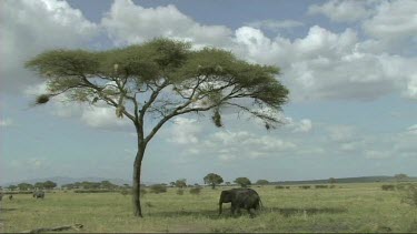 African Elephant  walking in Tarangire NP under umbrella acacia.