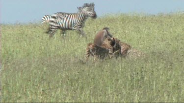 Two cheetahs making a kill in the Serengeti