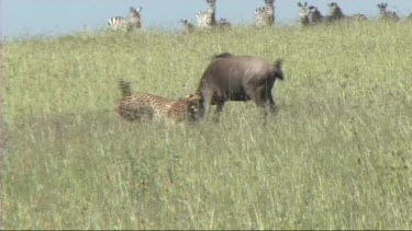Two cheetahs making a kill in the Serengeti