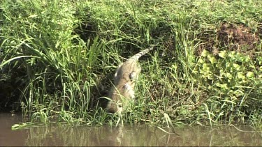 Vervet monkey drinking from a river in Lake Manyara NP