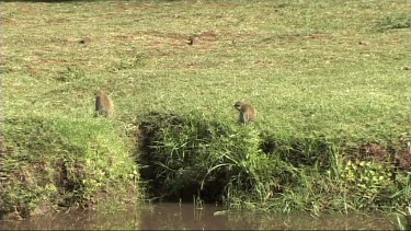 Vervet monkey feeding near a river in Lake Manyara NP