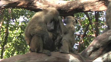 Baboons resting in a tree in Lake Manyara NP. Grooming.