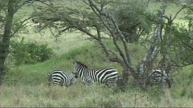 Zebra grazing in Tarangire NP