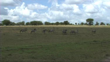 Zebra grazing in Serengeti NP