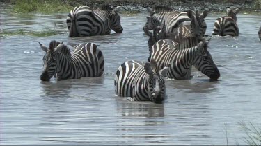 Zebra drinking from a pond in Serengeti NP