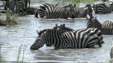 Zebra drinking from a pond in Serengeti NP