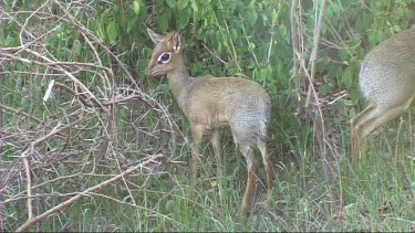 Dik dik grazing in Lake Manyara NP