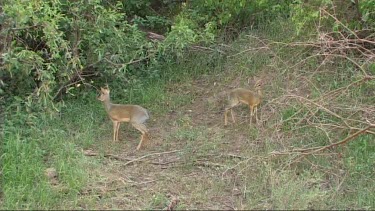 Dik dik grazing in Lake Manyara NP