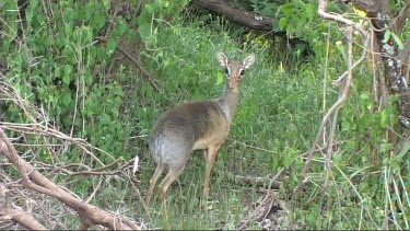 Dik dik grazing in Lake Manyara NP