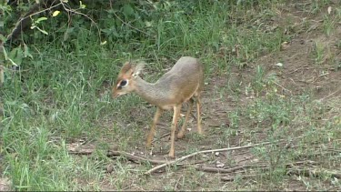 Dik dik grazing in Lake Manyara NP