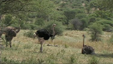 Ostrich standing and walking in Serengeti National Park