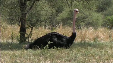 Ostrich resting in the grass, could be nesting, incubating eggs.